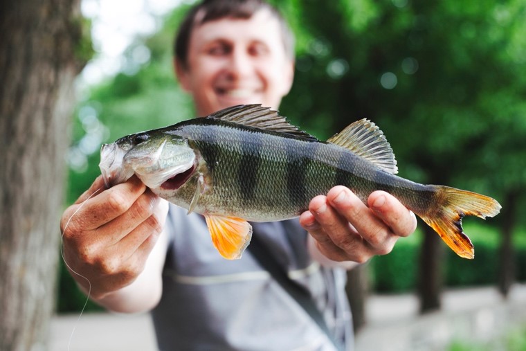 El pescado ayuda a mejorar tu estado de ánimo